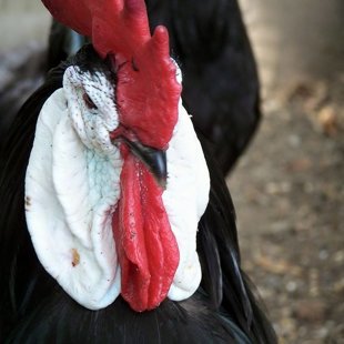 Spāņu Baltsejas gailis- pašlaik nav pieejami