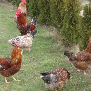 Zviedru ziedu vistas.