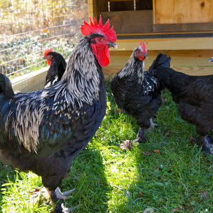Black Birchen Marans