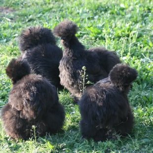 Zīda vistas.-nav pieejams