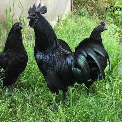 Ayam cemani