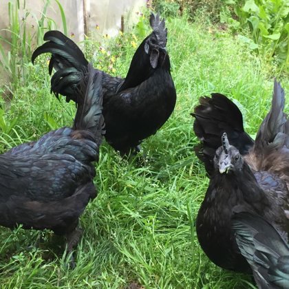Ayam cemani