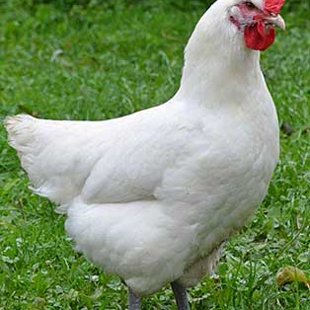 Balta Bresse- pašlaik nav pieejami