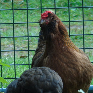 Ukrainskaja Ušanka.