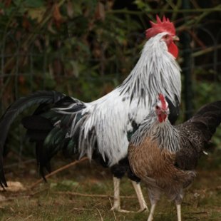Silver Lekorne-pašlaik nav piejami