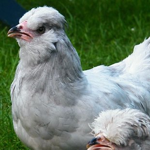 Lavander ameraukana.