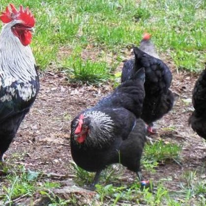 Black Birchen Marans