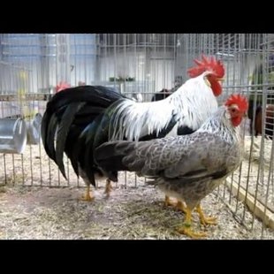 Silver Lekorne-pašlaik nav pieejami