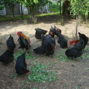 Marans-pašlaik nav piejami