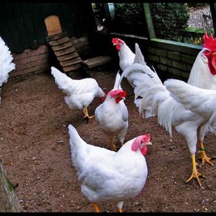 Balta Lekorne -nav pieejams