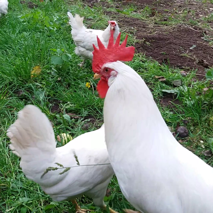 Leghorn-nav pieejams