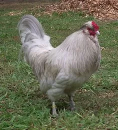 Lavander ameraukana