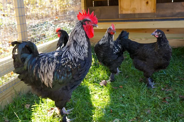 Black Birchen Marans