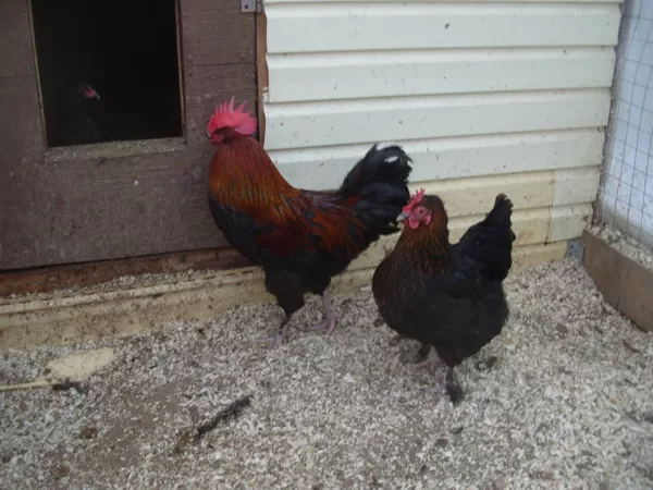 Marans-pašlaik nav pieejami