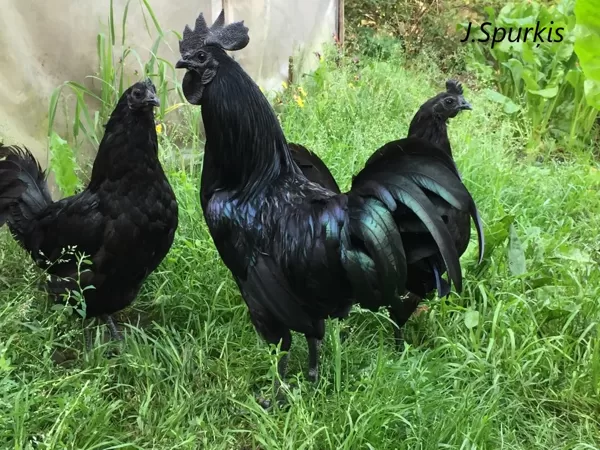 Ayam cemani