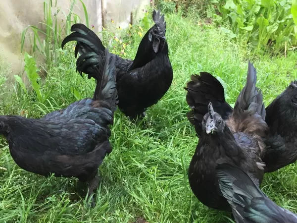 Ayam cemani