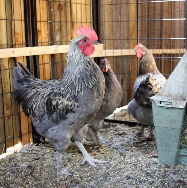 Blue Birchen Marans