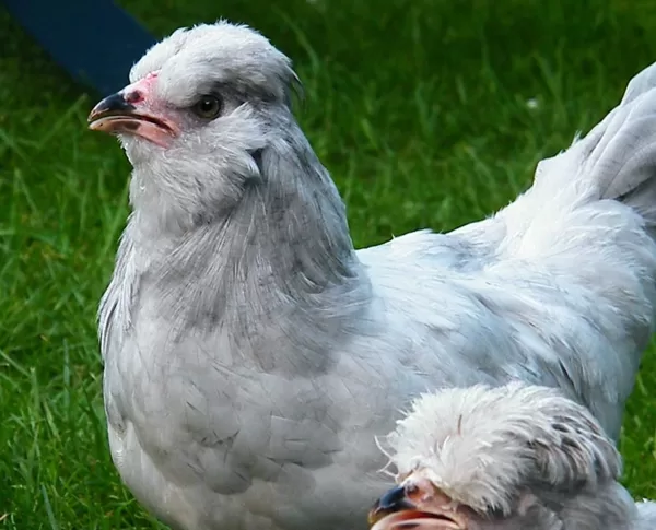Lavander ameraukana.