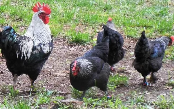 Black Birchen Marans