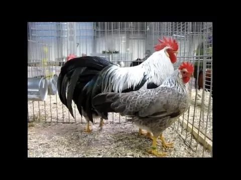 Silver Lekorne-pašlaik nav pieejami