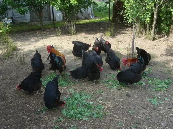 Marans-pašlaik nav piejami