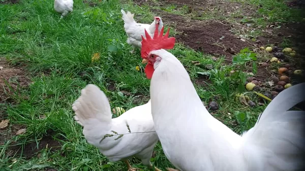 Leghorn-nav pieejams